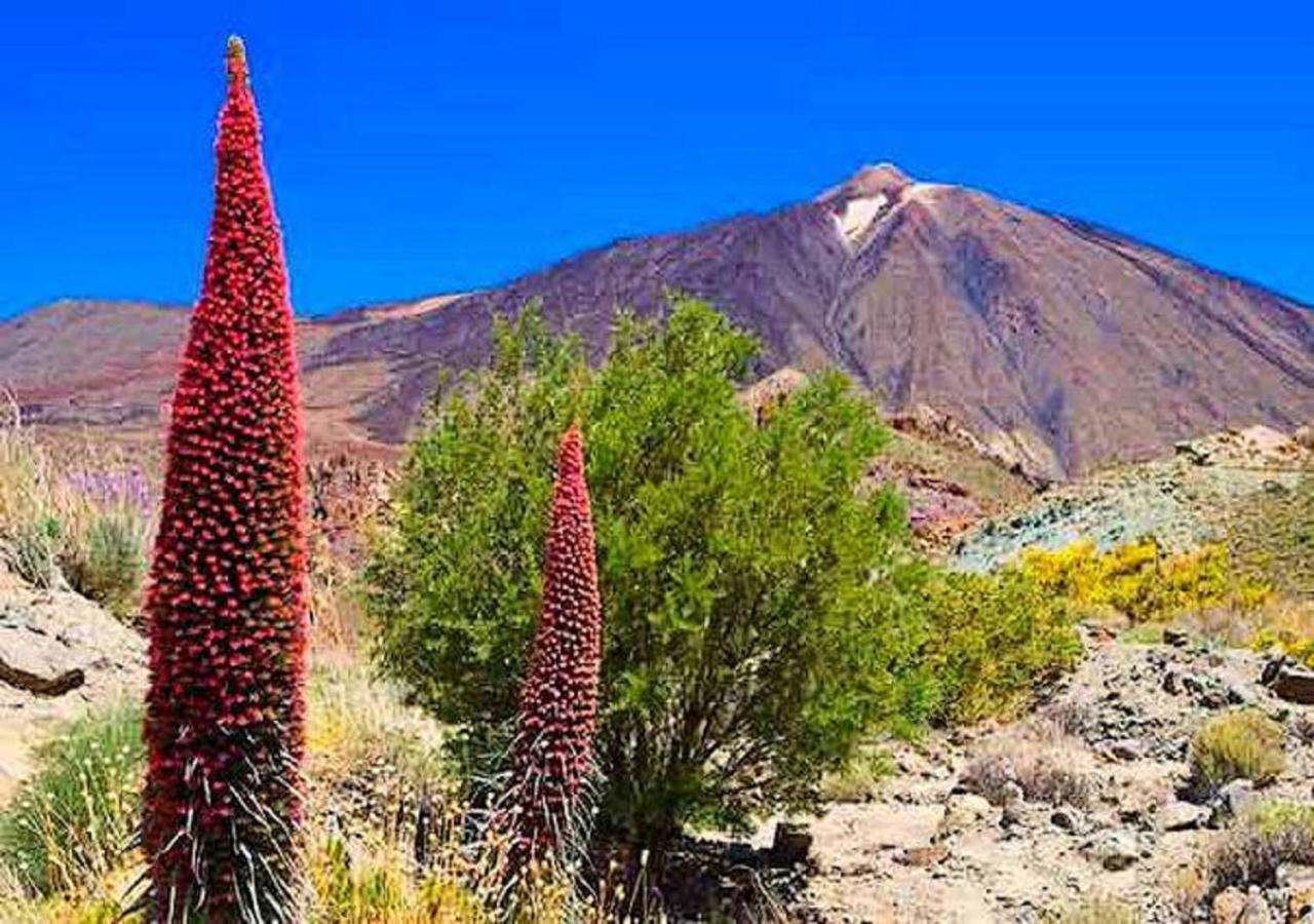 פלאייה דה לאס אמריקס Buena Vibra Tenerife Sur מראה חיצוני תמונה